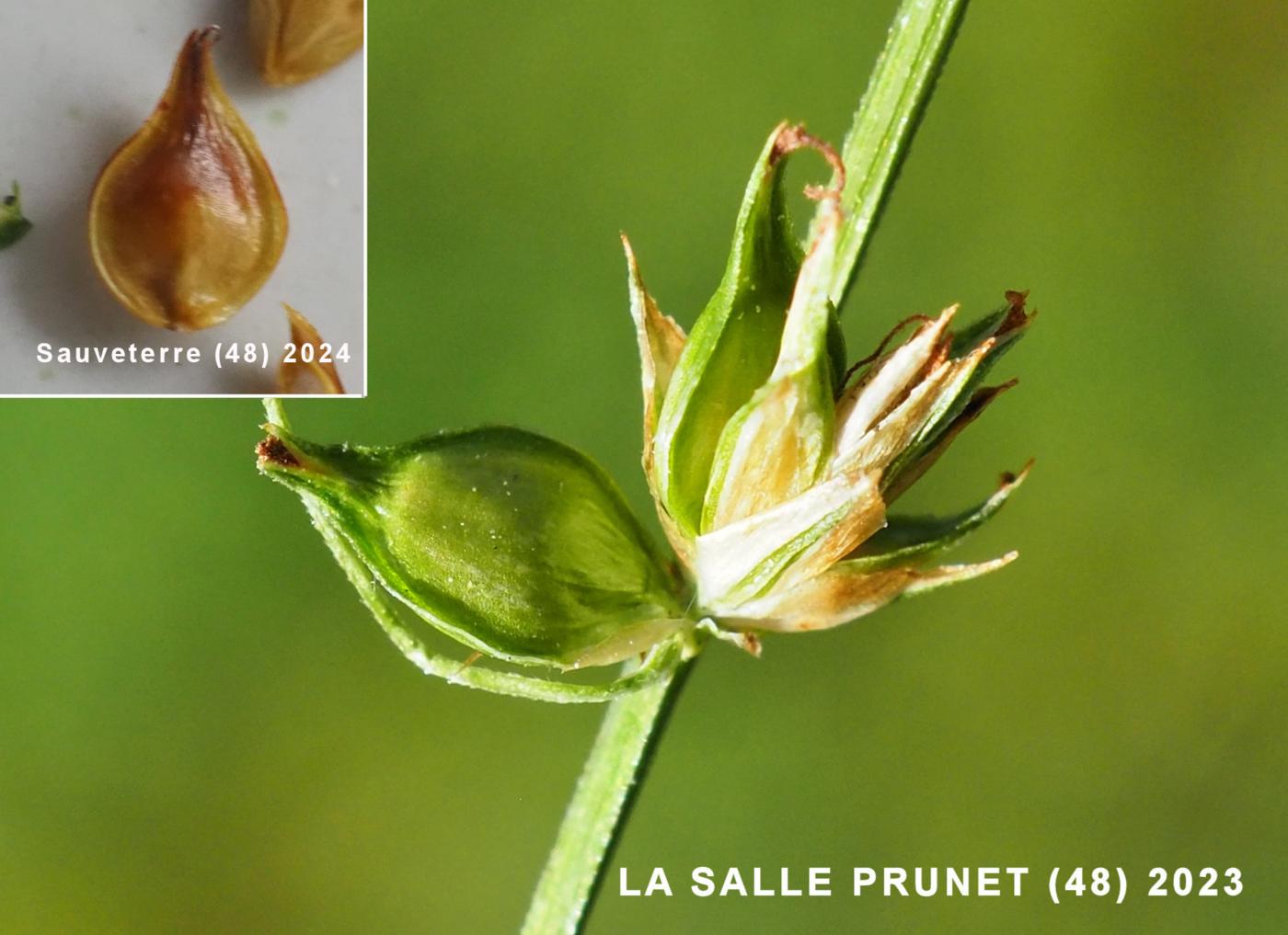 Sedge, Large-fruited Prickly fruit